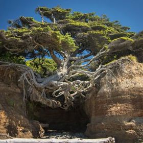 Strom života v Olympijském národním parku ve Washingtonu. Jistě by měl o čem vyprávět.