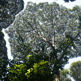 GALERIE: „Plachost korun“ – magický úkaz matky přírody, který si nechává tajemství pro sebe