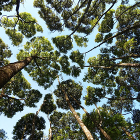 GALERIE: „Plachost korun“ – magický úkaz matky přírody, který si nechává tajemství pro sebe