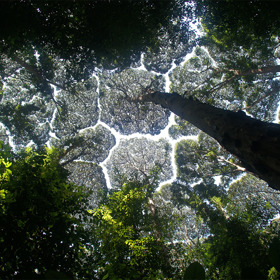 GALERIE: „Plachost korun“ – magický úkaz matky přírody, který si nechává tajemství pro sebe