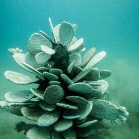 Schovává se patnáct metrů pod hladinou u ostrova Lanzarote v Kanárských ostrovech.