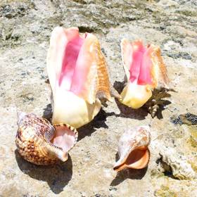Takovéhle mušle můžete klidně najít.