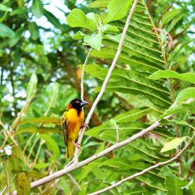 Oproti jiným exotickým zemím se v Dominikáně nevyskytuje tolik "havěti" jako třeba v Thajsku nebo na Srí Lance.