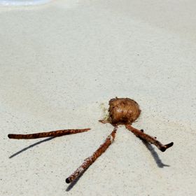 Podmořský život je zajímavý.