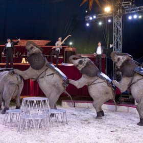 Rodiče každého z nás vzali minimálně jednou do cirkusu a my jsme chtěli ještě, opelichaná zvířata nám tenkrát nevadila.