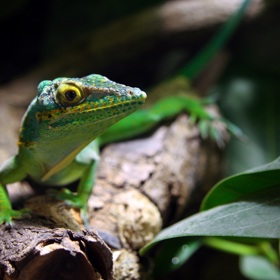 Anolis barakojský žlutohrdlý.