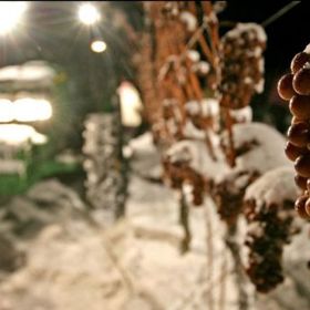 Sklizeň ledového vína.