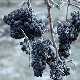 Zmrzlé hrozny a výroba ledového vína patří k náročným záležitostem.