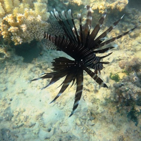 Ve vodě vznášející se perutýni vypadají neškodně, na hřbetě ale mají až 18 ostnů obsahující člověku nebezpečný toxin