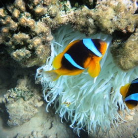 Krásy podmořského života v Egyptě můžete pozorovat i při pouhém šnorchlování