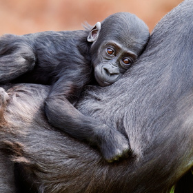 Zoo Praha je jedinou českou zoo, kde se daří gorily nížinné rozmnožovat.