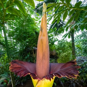 V zemích tropické Asie roste pozoruhodná rostlina konjac, lidově zvaná ďáblův jazyk, jejíž kořen obsahuje glukomannan, přírodní polysacharid, který redukuje tvorbu ghrelinu, potlačuje pocit hladu, a tím přispívá k přirozenému snižování hmotnosti.