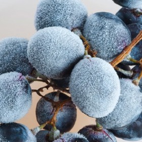 Zmrzlé hrozny pro výrobu ledového vína.