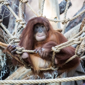 Pro zajištění životní pohody zvířat v lidské péči má velký význam promyšlený a strukturovaný prostor expozice umožňující nejenom dostatečnou pohybovou aktivitu, ale i možnost úkrytu a nerušeného odpočinku.