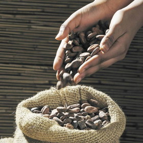 Sušené kakaové boby