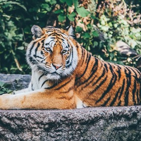 Pokud se budete tygrovi dívat do očí, je menší pravděpodobnost, že na vás zaútočí.