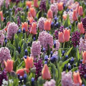 Každoročně v parku u městečka Lisse mezi Haagem a Amsterdamem vykvete přes sedm milionů cibulovitých květin.