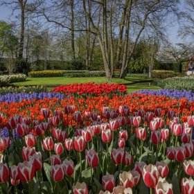  Z iniciativy starosty Lisse a řady předních pěstitelů a vývozců květin vznikla květinová výstava pod širým nebem.