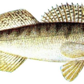 Candát obecný patří mezi velmi chutné ryby.