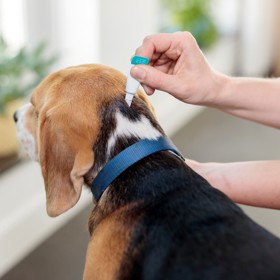 Přípravky v pipetách obsahují látku působící systémově po dobu cca 12 týdnů a na rozdíl od jiných přípravků na ni jak klíšťata, tak i blechy nejsou rezistentní.