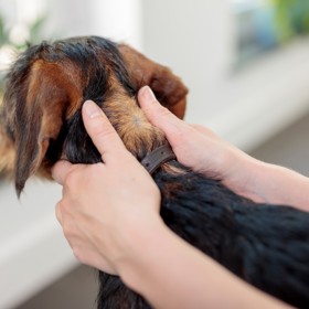 Svého mazlíčka pravidelně prohlížejte, abyste případné parazity odstranili včas.