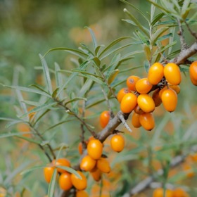 Rakytník je obrovským zdrojem vitaminu C.