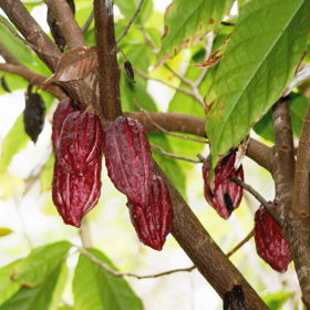 Plod kakaovníku