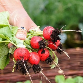 Ředkvičky jsou jednou z nejoblíbenějších plodin českých zahrádkářů.