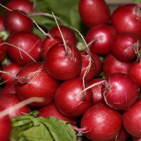 Takhle by měla vypadat krásná a zdravá ředkvička.