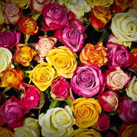 Růže jsou oblíbené pro širokou škálu vůní.