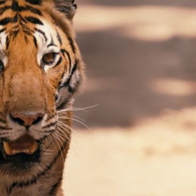 Dokumentární film Země tigrů (Tigerland) vypráví příběh dvou obdivuhodných mužů, kteří zasvětili své životy odvrácení katastrofy v podobě vyhynutí celé tygří populace.