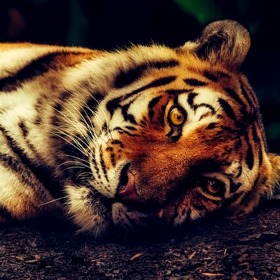 Tygři mají antiseptické sliny.