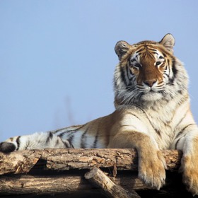 29. červenec je stanoven jako mezinárodní Den tygrů. Ochránci zvířat a vládní organizace dělají vše proto, aby nám nejenom tento den připomínal nutnost zachránit tyto nádherné šelmy před vyhynutím. Oscarový režisér Ross Kauffmann ve svém nejnovějším dokumentu Země tygrů (Tigerland) poukazuje na problematiku mizení tygrů z volné přírody a na nelehkou misi ochránců, kteří se je snaží navracet zpět na místa jejich původního výskytu. Na Discovery Channel je Země tygrů (Tigerland) vysílána v premiéře 31. března 2019 od 20:00.