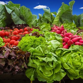 Jaro je časem, kdy začínáme ředkvičky sklízet.