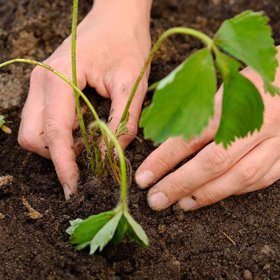 Sadba může začít.