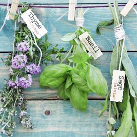 Jaké bylinky jsou na jaře ty nej?