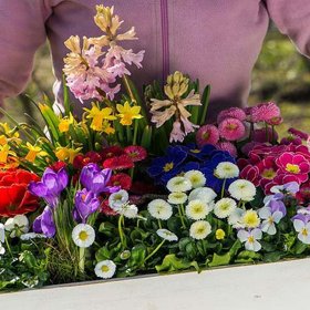 Co vysázet v dubnu do truhlíků?