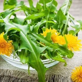 Pampelišky jsou jak léčivé, tak krásné na pohled