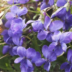 Fialka je nejen krásná, ale i léčivá a voňavá.