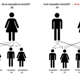 Jak vzniká hemofilie?