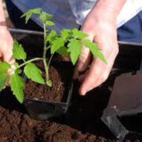 Pečlivě si rostlinky vyberte.