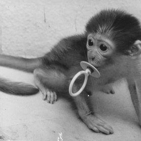 Grác zvířata miloval 