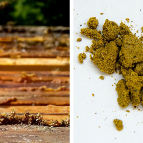 Propolis je silným alergenem