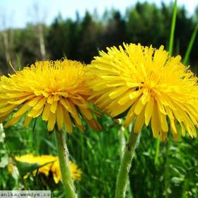 Z pampelišek si můžete uvařit čaj nebo uplést věneček.