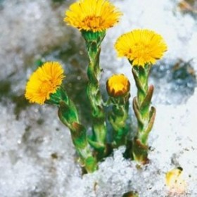 Podběl patří mezi první jarní bylinky.