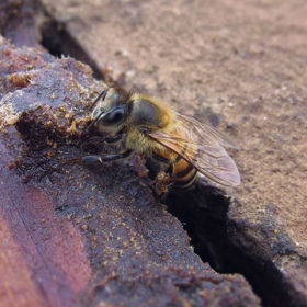 Propolisu vznikne jen pár deka