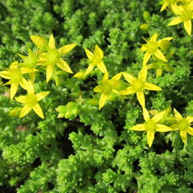 Rozchodník prudký vám s kuřím okem také pomůže