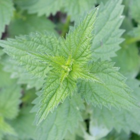 I když je kopřiva dvoudomá plevel, který najdeme na každém kroku, jde doslova o zázrak přírody nabitý zdravím.