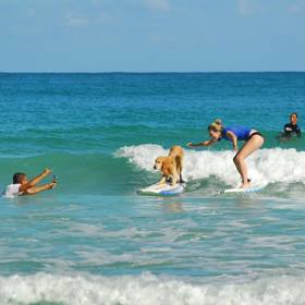 Na surfu můžete vidět v Dominikáně třeba i psa.