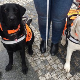 Výcvik vodících psů musí být velmi důsledný